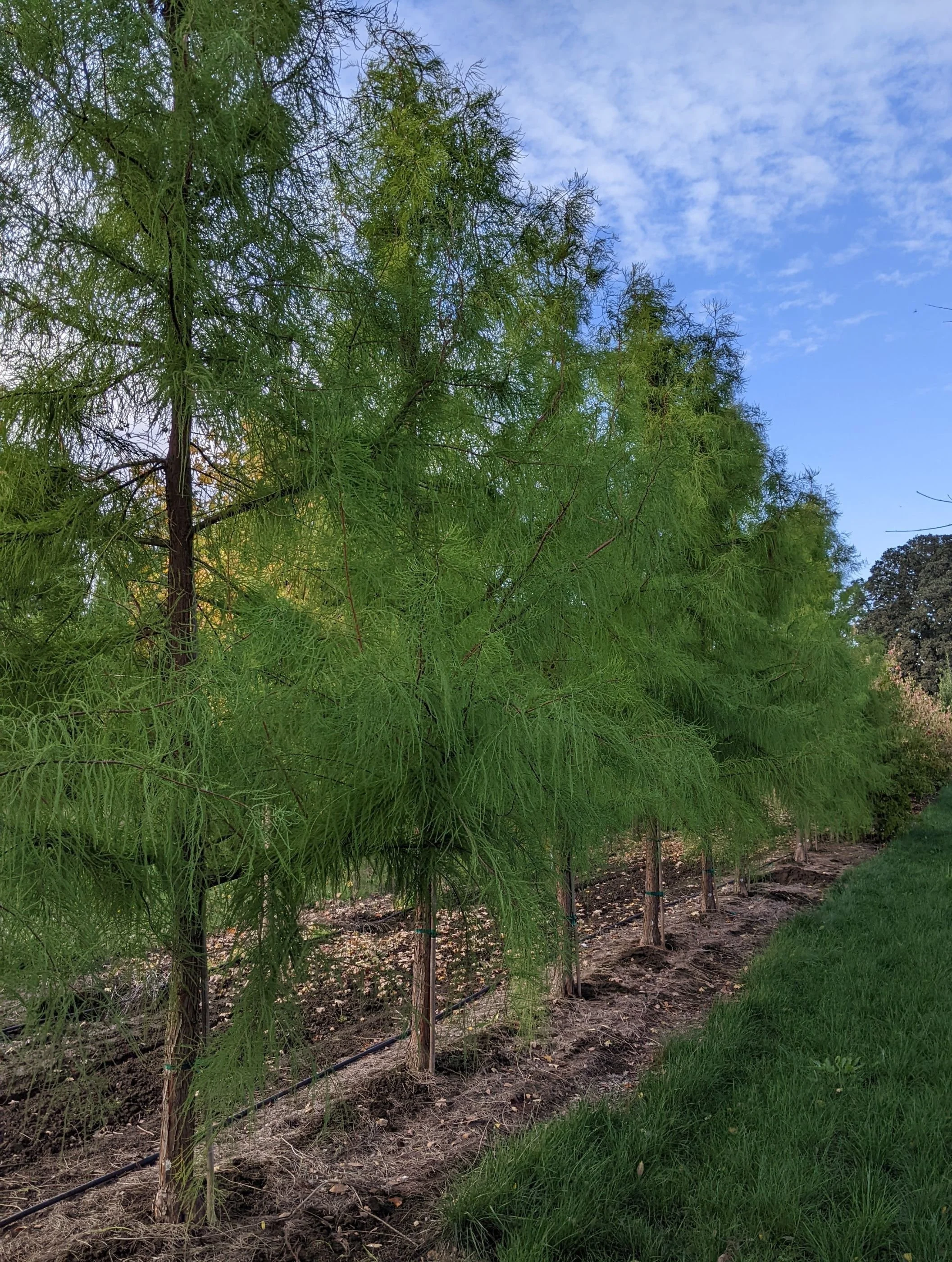 Greenfeather® Pond Cypress | Taxodium ascendens 'Carolyn